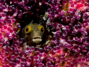 Fruit of the Loom
Spinyhead Blenny
Acanthemlemaria spinosa by John Roach 